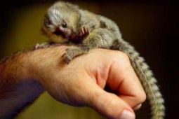 Opice Marmoset na adopciu.