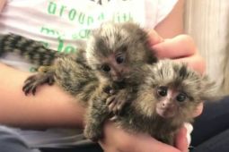 Opice Marmoset na adopciu.