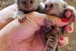 Opice Marmoset na adopciu.