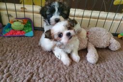 Pekne vypadající štenátka Shih Tzu k dispozici k adopci