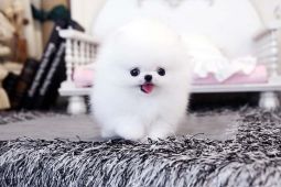 Pomeranian, steniatka s pp