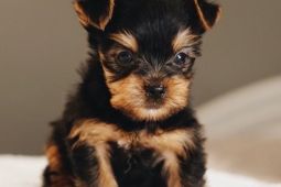 YORKSHIRE TERRIER / jorkšírský / s PP - fenka