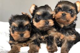 Úžasná štěňata psů a fen Yorkshire Terrier.