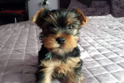 Úžasná štěňata psů a fen Yorkshire Terrier.