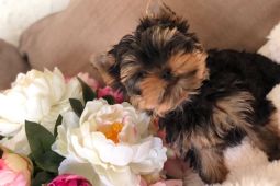 Úžasná štěňata psů a fen Yorkshire Terrier.