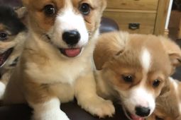 Krásná štěňata Pembroke Welsh Corgi k dispozici.