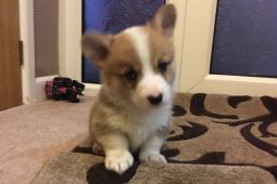 Krásná štěňata Pembroke Welsh Corgi k dispozici.