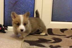 Krásná štěňata Pembroke Welsh Corgi k dispozici.