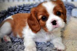 Krásná štěňata Cavalier King Charles.