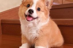 Velšský Corgi Pembroke. WhatsApp na +32498312574