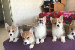 Velšský Corgi Pembroke. WhatsApp na +32498312574