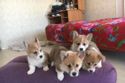 Velšský Corgi Pembroke. WhatsApp na +32498312574