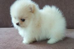 Pomeranian sp