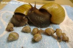 Achatina fulica hamillei rodatzi