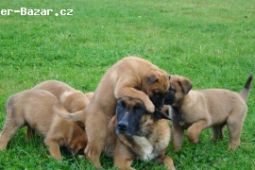 Belgický ovčák - malinois