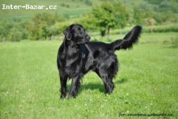 Krytí Flat Coated Retrieverem