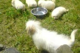 Coton de tulear