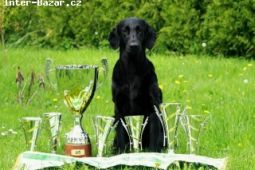 Flat Coated Retriever - štěňata s PP