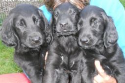 Flat Couted Retriever