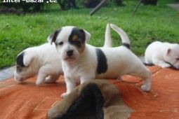 Jack Russel teriér - prodám štěňata JRT