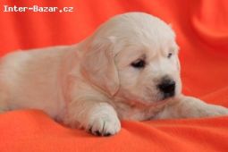 Zlatý retrívr - golden retriever s PP