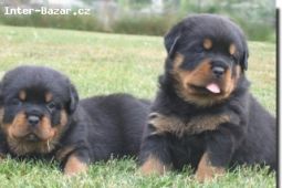 Rottweiler - štěňata s průkazem původu