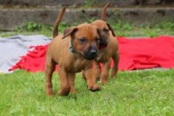 Rhodéský ridgeback - vymazlená štěňátka s PP