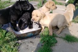 Labradorský retriever