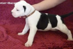 Americky buldog s PP/ American Bulldog