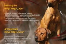 Rhodéský Ridgeback - štěňata