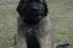 Leonberger