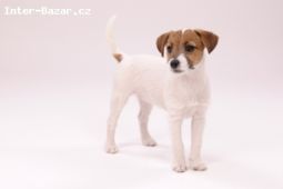 Jack a Parson Russell teriér