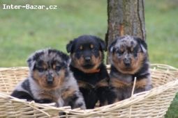 Beauceron - francouzský ovčák - štěňata na prodej