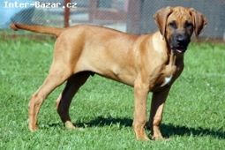 Rhodesian Ridgeback