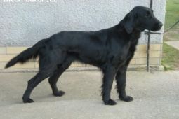 Flat coated retrievr