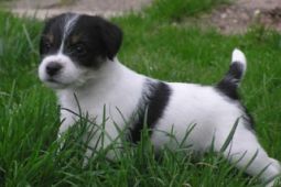 PARSON RUSSELL TERRIER - štěňátka s PP