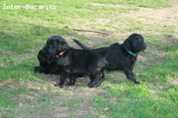 Flat coated retriever s PP