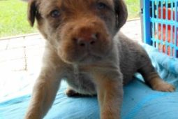 Chesapeake Bay Retriever štěňátka s PP