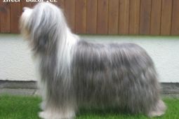 BEARDED COLLIE