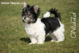 Biewer Yorkshire Terrier