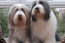 Bearded collie - štěňata