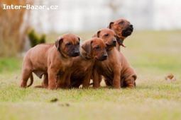 Štěňata Rhodéský ridgeback