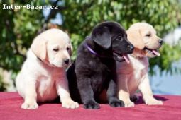 Labrador retriver (černá a žlutá) s PP k odběru