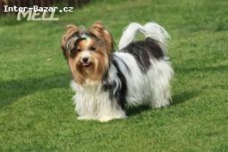 Biewer Yorkshire terrier