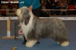 Bearded collie