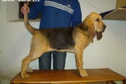 BLOODHOUND