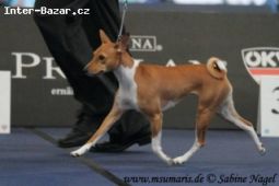 Basenji štěně