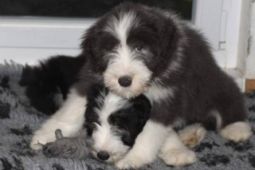 Bearded collie - Exkluzivní spojení pro ČR