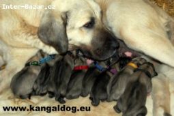 Kangal /Anatolský pastevecký pes/