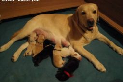 Labrador retriever s PP